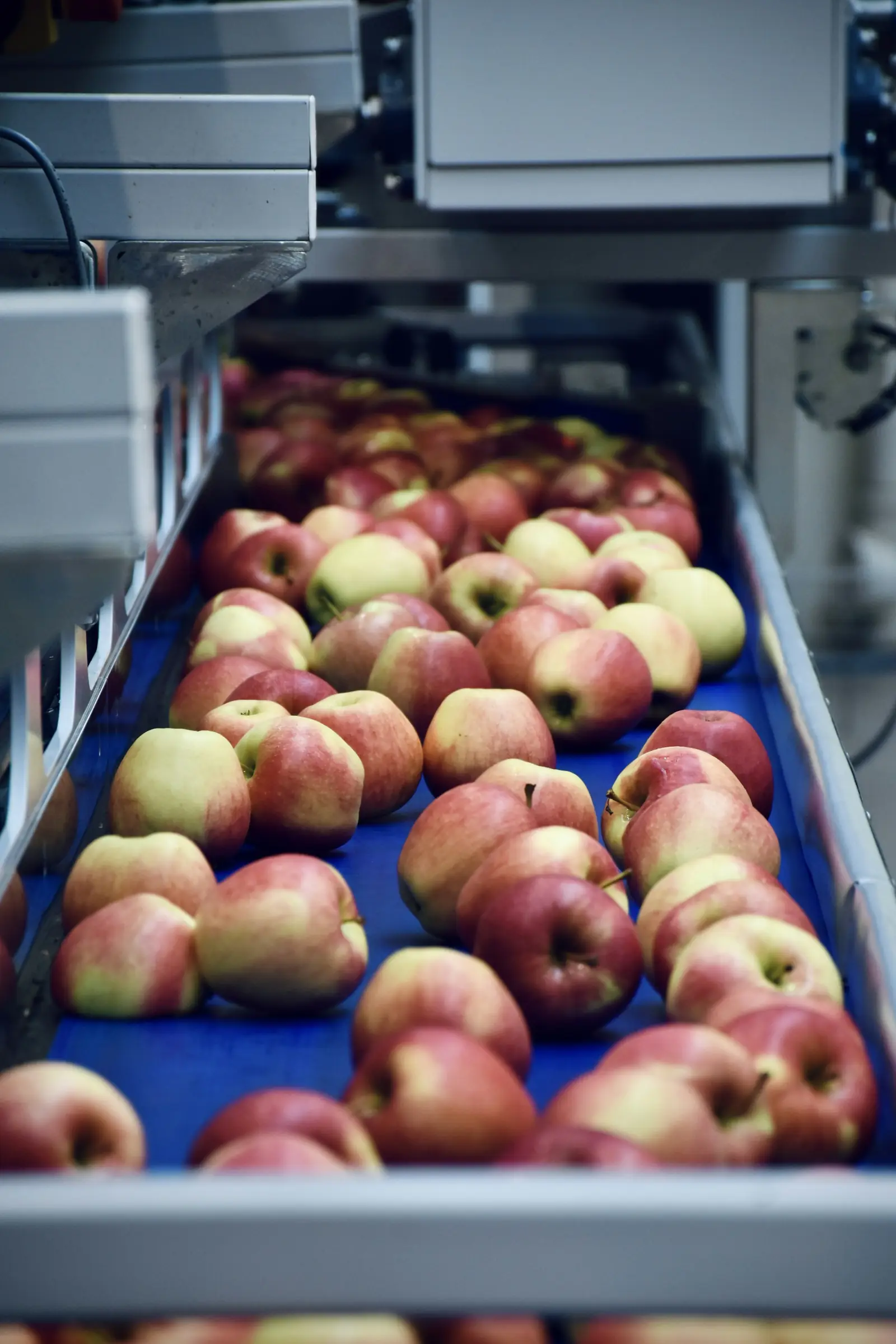 Apples on a production line